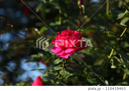 バラ 王妃アントワネット⑤ バラ 王妃アントワネット⑤ 110419463