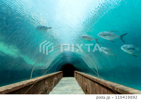 水族館のガラスのトンネル 110419892