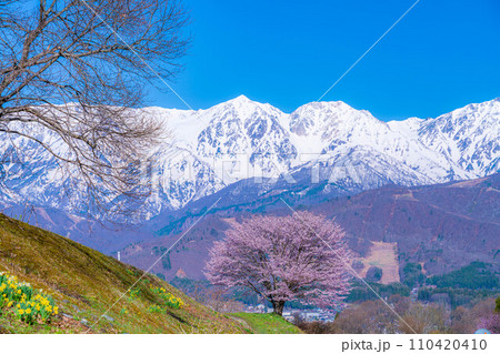 【春素材】信州・野平地区の一本桜【長野県】 【春素材】信州・野平地区の一本桜【長野県】 110420410
