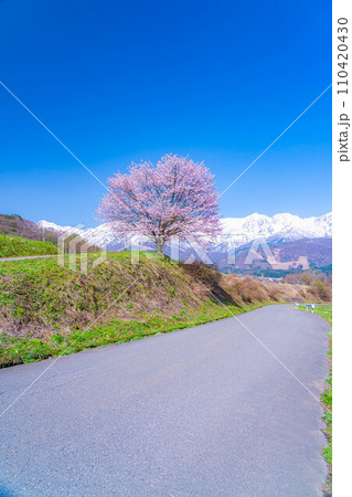 【春素材】信州・野平地区の一本桜【長野県】 【春素材】信州・野平地区の一本桜【長野県】 110420430