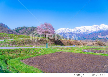 【春素材】信州・野平地区の一本桜【長野県】 110420432