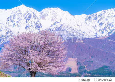 【春素材】信州・野平地区の一本桜【長野県】 【春素材】信州・野平地区の一本桜【長野県】 110420438