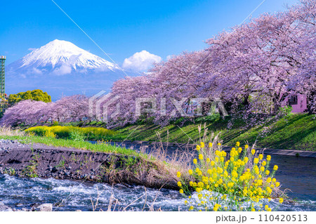 【春の絶景】静岡県富士市の潤井川の桜・龍巌淵【静岡県】 110420513