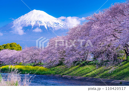 【春の絶景】静岡県富士市の潤井川の桜・龍巌淵【静岡県】 110420517