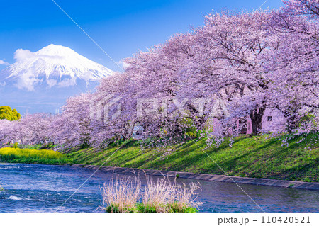 【春の絶景】静岡県富士市の潤井川の桜・龍巌淵【静岡県】 【春の絶景】静岡県富士市の潤井川の桜・龍巌淵【静岡県】 110420521