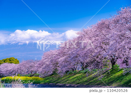 【春の絶景】静岡県富士市の潤井川の桜・龍巌淵【静岡県】 【春の絶景】静岡県富士市の潤井川の桜・龍巌淵【静岡県】 110420526