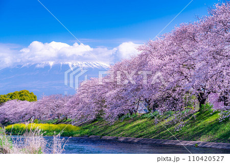 【春の絶景】静岡県富士市の潤井川の桜・龍巌淵【静岡県】 110420527