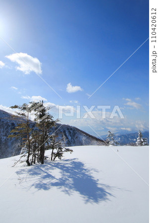 快晴の戸隠スキー場にて静かにたたずむ木々（日本 長野県長野市戸隠） 110420612