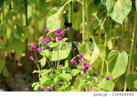 センニチコウの花 110420848