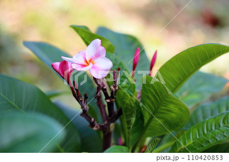 プルメリアの花 110420853