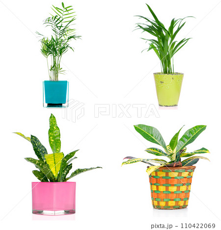 Set of houseplants 110422069