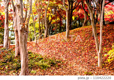 札幌10月秋の風景。西岡水源地公園の紅葉樹林。敷き詰められた枯れ葉の絨毯が美しい。 札幌10月秋の風景。西岡水源地公園の紅葉樹林。敷き詰められた枯れ葉の絨毯が美しい。 110422220