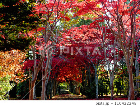 札幌10月秋のイメージ　平岡樹芸センターの紅葉トンネル　赤と緑の対比が美しい 110422248