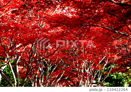 札幌市10月秋の風景。札幌樹芸センターの紅葉樹林。 110422264