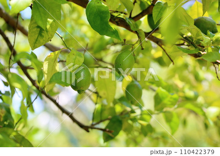 レモンの実 110422379