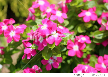 ニチニチソウの花 110422384