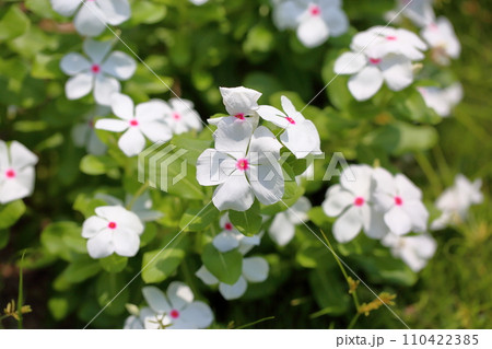 ニチニチソウの花 110422385