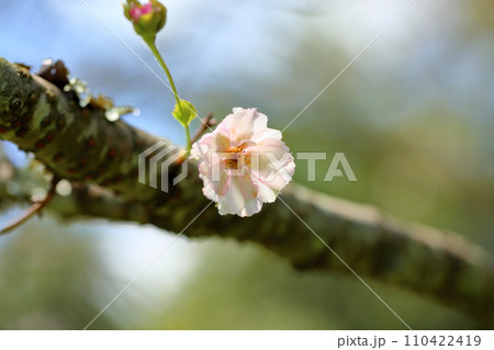 夏の桜 ジュウガツザクラの花 夏の桜 ジュウガツザクラの花 110422419