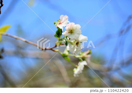 夏の桜　ジュウガツザクラの花 110422420