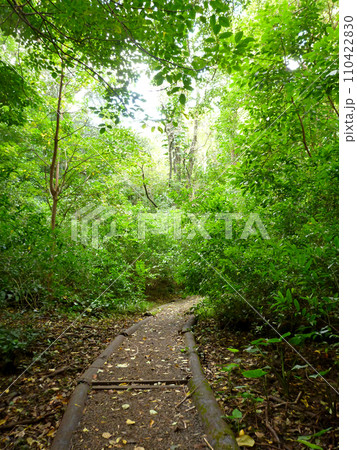 Moleka Trail on Tantalus 110422830