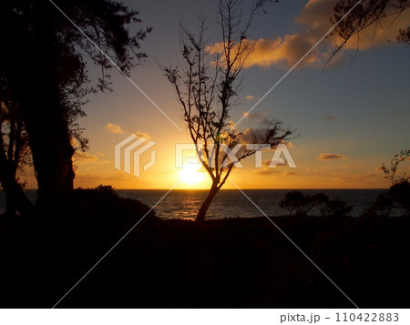 Sunrise over ocean behinds trees Sunrise over ocean behinds trees 110422883