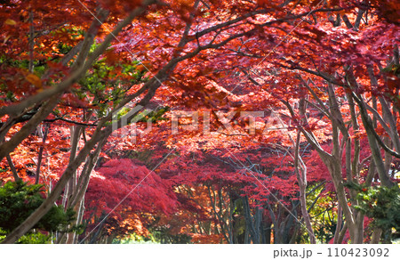 札幌10月秋のイメージ 平岡樹芸センターの紅葉トンネル 札幌10月秋のイメージ 平岡樹芸センターの紅葉トンネル 110423092
