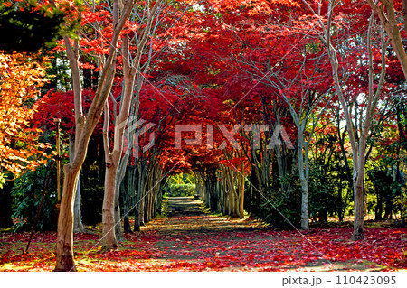札幌10月秋のイメージ 平岡樹芸センターの紅葉トンネル 落葉の絨毯 札幌10月秋のイメージ 平岡樹芸センターの紅葉トンネル 落葉の絨毯 110423095