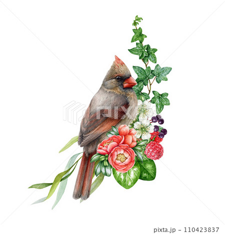 Garden flowers decor with red cardinal bird. Watercolor illustration. Painted backyard bird with garden flowers, raspberry, leaves decoration element. Floral decor with red cardinal. White background 110423837