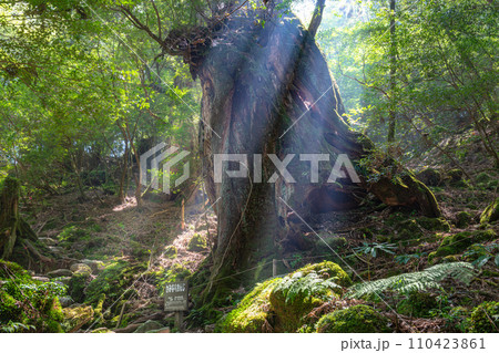 屋久島白谷雲水峡の森(8月)木漏れ日が映える神が宿る屋久杉 110423861