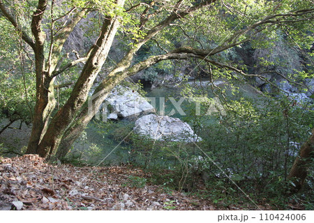 冬の陽光あふれる大阪高槻摂津峡の風景 110424006