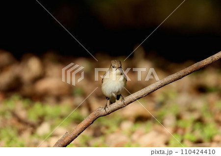 餌探しに来たニシオジロビタキ 餌探しに来たニシオジロビタキ 110424410