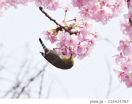 満開の河津桜とメジロ 満開の河津桜とメジロ 110425767
