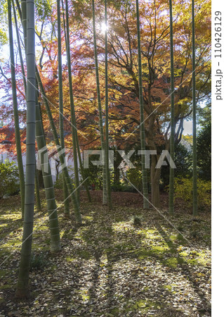 竹林越しの楓もみじ・六義園・文京区 110426129
