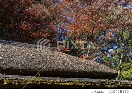 藁葺きの屋根に積もる紅葉した落葉・六義園・文京区 藁葺きの屋根に積もる紅葉した落葉・六義園・文京区 110426136