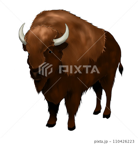 野生のバッファローのイラスト 110426223