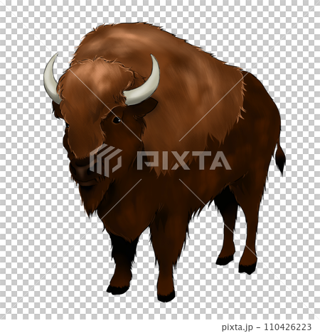 野生のバッファローのイラスト 110426223