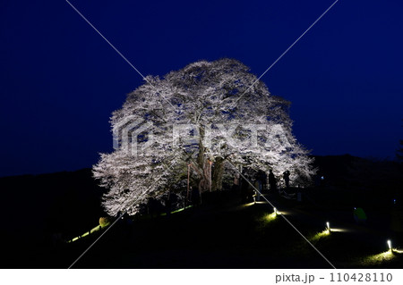 醍醐桜3479 醍醐桜3479 110428110