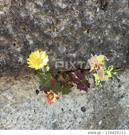 道端に咲く花(ど根性花) 道端に咲く花(ど根性花) 110428112