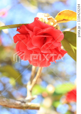 ツバキ5734 110428284