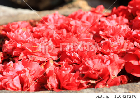 ツバキ5614 110428286