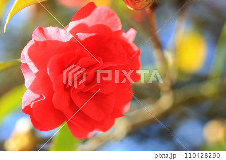 ツバキ5623 110428290