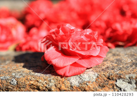 ツバキ5629 110428293