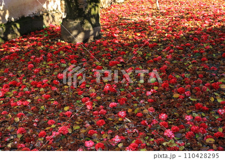 ツバキ5633 110428295