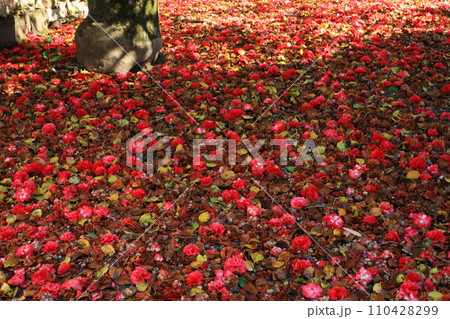 ツバキ5638 110428299