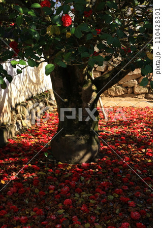 ツバキ5645 110428301