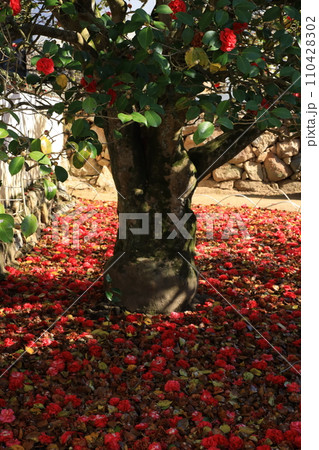 ツバキ5647 110428302