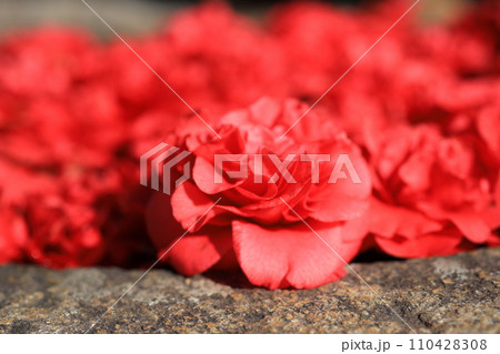 ツバキ5661 110428308