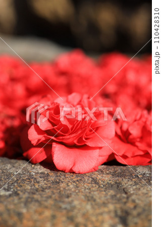 ツバキ5663 110428310