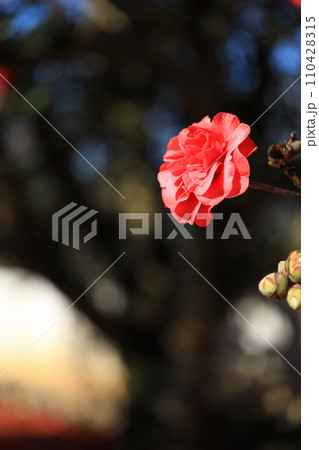 ツバキ5677 110428315