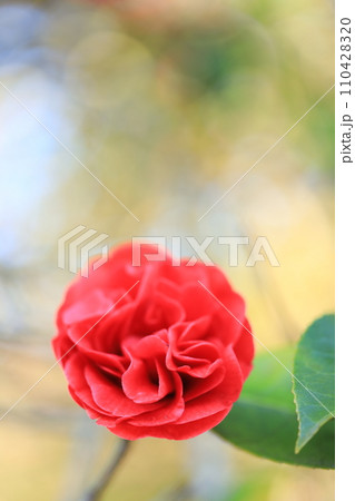 ツバキ5690 110428320